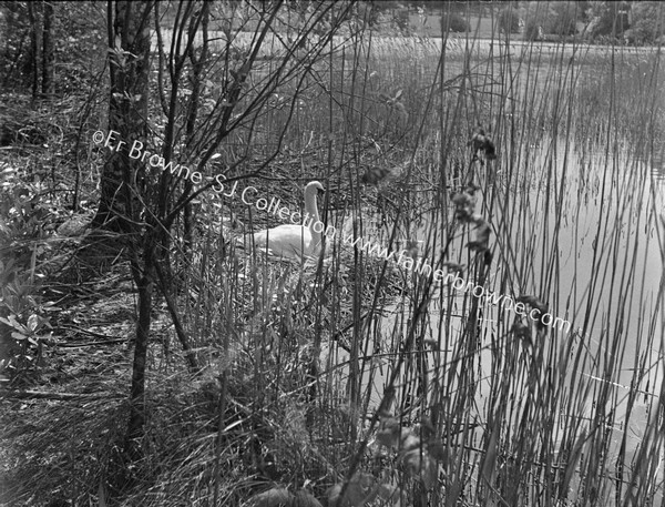 SWANS AT NEST